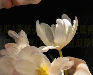 恶搞小剧场：泡面吃得开心，今日吃瓜的传送门带你走进瓜界奇遇！